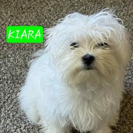 Kiara - Maltese