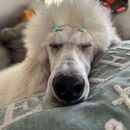 Poodle Puppies from Cedar Cove Standard Poodles