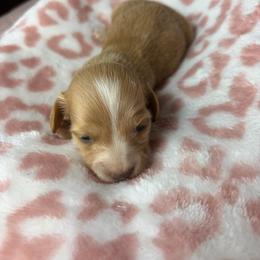Paige - Cream female Dachshund puppy in Lake City, Florida from My Ditzy Doxies of Florida