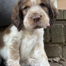 Wish (yellow collar) - Liver white and tan male English Springer Spaniel puppy in Statesville, North Carolina from Rockin’ Slow Farms