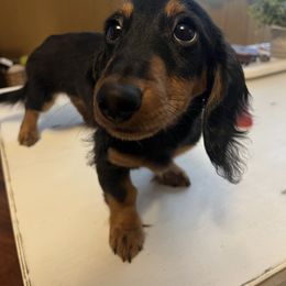 Scottie - Black and tan female Dachshund puppy in Centralia, Washington from Devoted Doxies