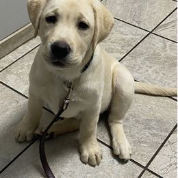 Labrador Retriever Puppies from Willow Ridge Labradors