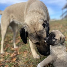 Anatolian Shepherd Dog Puppies from Wild Rooster Family Farm (AKC Anatolians OFA Hips Tested)