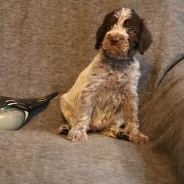 Pink - Brown and gray female Wirehaired Pointing Griffon puppy in Afton, Wisconsin from Daehler's Wirehaired Pointing Griffons