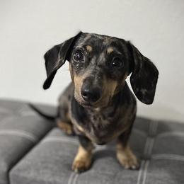 Ellie - Dachshund