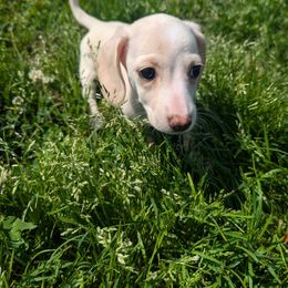 Creme piebald smooth - Cream Dachshund puppy in Spring Hope, North Carolina from Hogan’s Lowrider Hounds