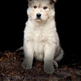 Siberian Husky Puppies from North Valley Huskies