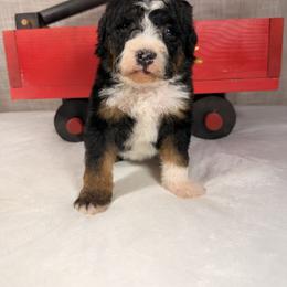 Snickers - Tri-color female Bernedoodle puppy in Luana, Iowa from Country View Bernedoodles and Goldendoodles