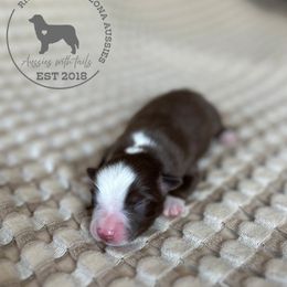 Yosemite - Red tri male Miniature Australian Shepherd puppy in Queen Creek, Arizona from Arizona Aussies