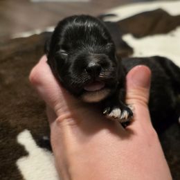 Skye - Black female Miniature Schnauzer puppy in Magalia, California from NorCal Schnauzers