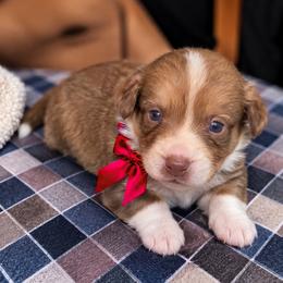 Bosun - Liver and white male Cardigan Welsh Corgi puppy in Denham Springs, Louisiana from Haggard Family Corgis