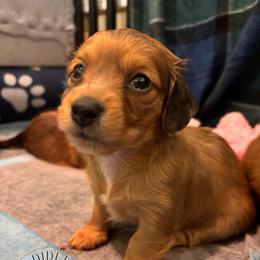 Rocket - Red male Dachshund puppy in Clarksdale, Mississippi from Bo Didley's Doxies