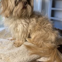 Lucas - Shih Tzu