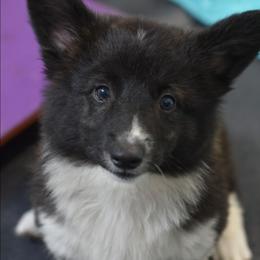 Bindi - American Corgi