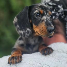 Dachshund and Pomeranian Puppies from Bear Valley Puppies