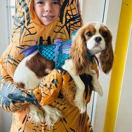 Emma - Blenheim female Cavalier King Charles Spaniel puppy in Tunbridge, Vermont from Solheimar