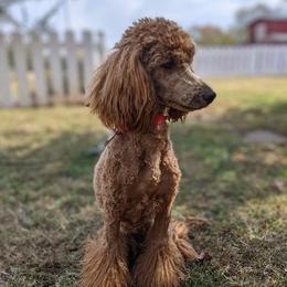 Ruth - Cavapoo