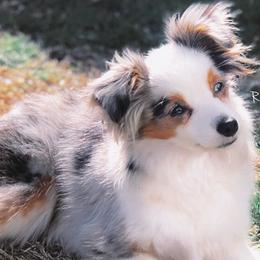 Miniature Australian Shepherds and Poodles from Maple Bloom Farms