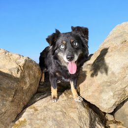 Miniature American Shepherd puppies from Riot Kreek Kennels