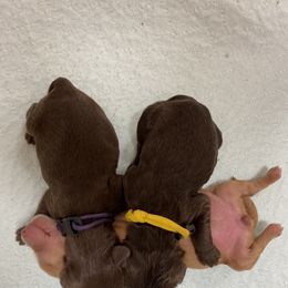 Australian Labradoodle Puppies from Salona Australian Labradoodles