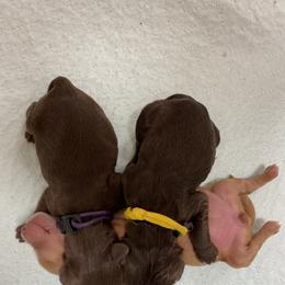 Australian Labradoodle Puppies from Salona Australian Labradoodles