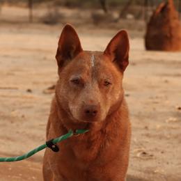 Australian Cattle Dogs and Pembroke Welsh Corgis from Socattleranch’s Corgi’s
