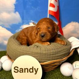Ssndy - Red  female Goldendoodle puppy in Chelan, Washington from North Cascades Doodles