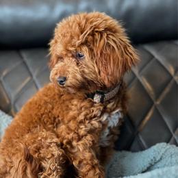Sunnie - Cavapoo