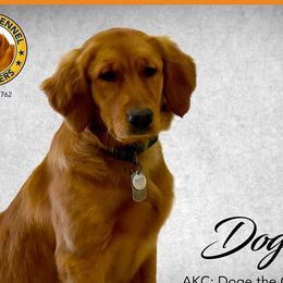 Doge - Golden Retriever