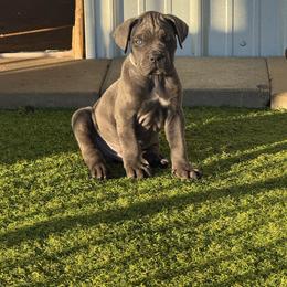 Light Blue collar Grey Boy - Gray male Cane Corso puppy in Nashville, Tennessee from Worldwide Kennels