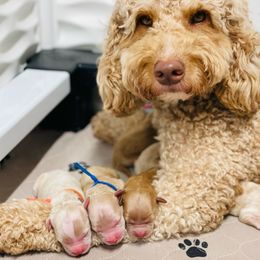 Sadie Mae - Goldendoodle