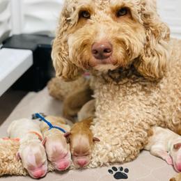 Sadie Mae - Goldendoodle