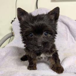 Tootles - Black and gold male Yorkshire Terrier puppy in Gatesville, Texas from KontryKritterz Yorkies