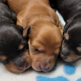 Dachshund Puppies from CLARK'S BREEDING PROGRAM