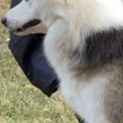 Bernese Mountain Dogs and Icelandic Sheepdogs from Hoosier Roos Bernese