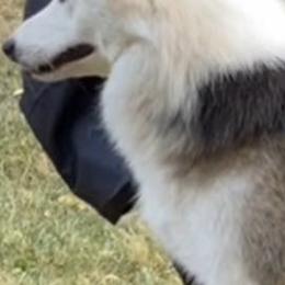 Bernese Mountain Dogs and Icelandic Sheepdogs from Hoosier Roos Bernese