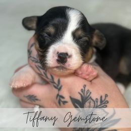 Tiffany Gemstone - Black and tan female American Corgi puppy in Greenwood, Indiana from Witch Creek Corgis