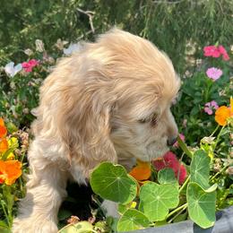 Boy 2 - Buff male Cocker Spaniel puppy in Trinidad, Colorado from Sweet Cockers