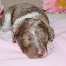 Veruca - Chocolate merle female Bernedoodle puppy in Ohio from Moore Doodles
