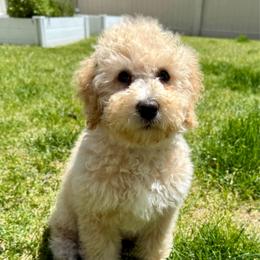 Snuggly Sis' - Light Green - Girl - Yellow and white female Bernedoodle puppy in South Jordan, Utah from Ellas.Pups (Bernedoodles & Cavapoos)
