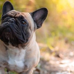 Sonoma (Sunny) - French Bulldog