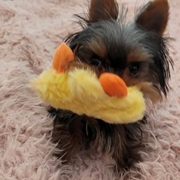 Yorkshire Terrier Puppies from Chikito's Yorkies