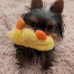 Yorkshire Terrier Puppies from Chikito's Yorkies