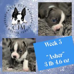 Asher - Blue male Boston Terrier puppy in Jupiter, Florida from CJM Boston and Boxer Puppies