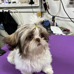 Shih Tzu Puppies from Southern Breeze Shihtzus