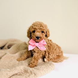 Strawberry - Micro Size - Apricot female Goldendoodle puppy in Elizabethtown, Kentucky from Reddy Poodles & Doodles