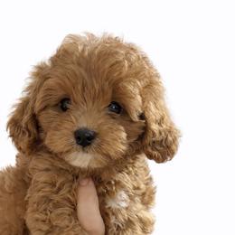 Cookie - Red female Cavapoo puppy in Liberty Hill, Texas from Cuddlebug Cavapoos of Austin