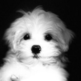 Maltese Puppies from Old Hickory Maltese