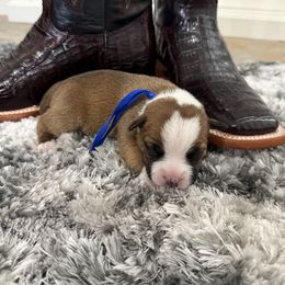 Boy 2 (royal blue) - Red and white male Staffordshire Bull Terrier puppy in Lakeland, Florida from English Creek Staffords
