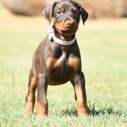 Skye - Red and rust female Doberman Pinscher puppy in Overton, Texas from Obsidian Kennel